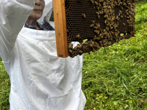 《非加熱・無添加・天然100%》香川県三豊市のみかん畑で取れた初夏の生ハチミツ