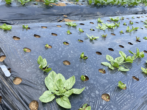 はぴぱらの甘いほうれん草(1kg)