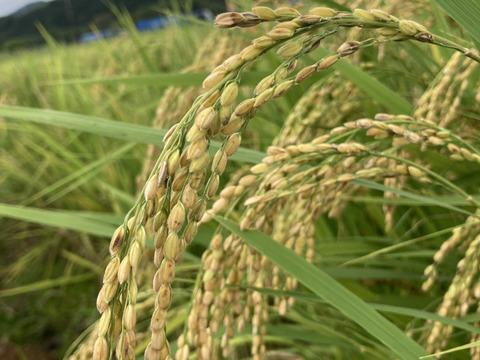 ＊新茶＊ 特上玄米茶　茶葉　大容量サイズ　化学肥料・除草剤・畜産堆肥不使用　宇治茶100%