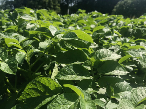 新じゃがいも【キタアカリ】3kg/箱　アルギット農法