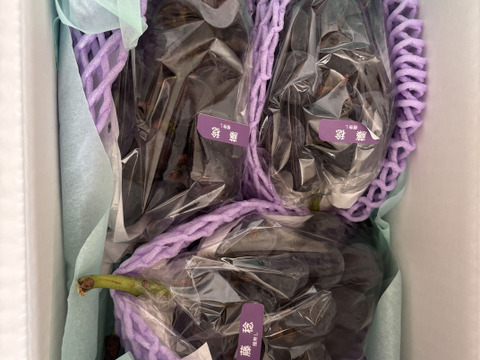 【大粒で大満足！藤稔】葡萄らしい深い味わい藤稔（2房1.0kg以上）