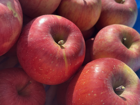 《予約商品》12月上～中旬   綺麗な葉とらずサンふじ 10キロ箱 24～36玉