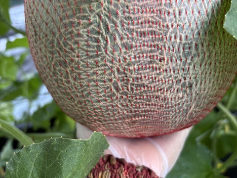 至高の自然栽培メロン超特大3kg