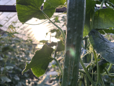 太陽のごちそう！パリッとひなたきゅうり A品1kg(箱重量込)