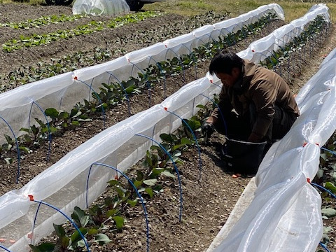 栄養満点！彩り鮮やかなムラサキキャベツ ２キロ箱（例：５００ｇ×４個）
