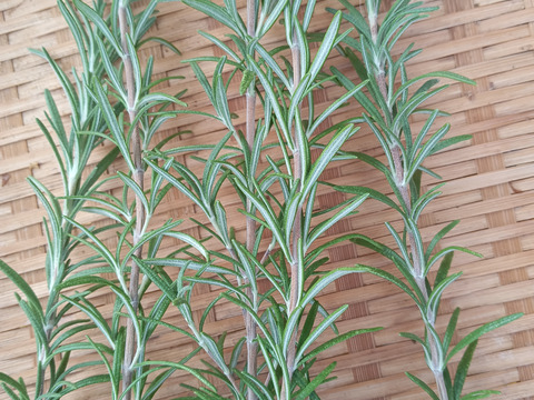 【専用】渋柿と農家のローズマリーつき🌿農薬と化学肥料を使わないで育てた野菜セット🌰【数量限定❗❗】子供に食べさせたい（５品目～７品目）😋🍚🎵🎵ばぁばのモノスゴイ野菜🍅🍆🌽✨✨✨