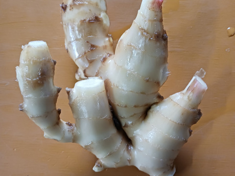 【40%割引中】高知県産ハウスの新生姜　3kg