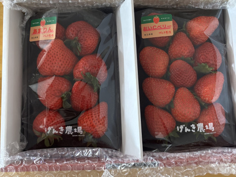 【完熟・食べ比べ】あまりん VS 農場長おすすめ品種！【いちご食べ比べ】