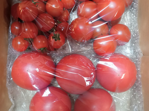 【健やか潤いトマト】ミニ・中玉・大玉トマトの旨みが一度に味わえる食べ比べセット1.8kg　埼玉県行田産