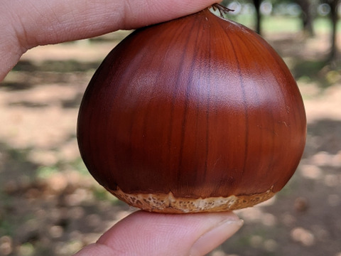 【秋の味覚　新鮮生栗】栗の女王人丸2L　(1kg)