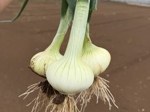 【日テレ「オー！マイゴッド！」登場・アスパラの神が作る】アスパラとの相性抜群！！菜と肉のたれ！！野菜と肉をつなぐたれ！！150ml×2本セット