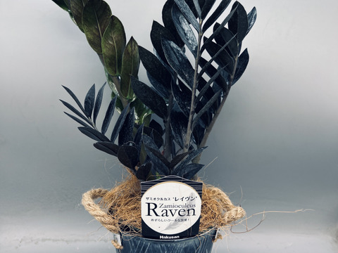 【希少品種！】ザミオクルカス・レイヴン　ブリキ５号（選べるブリキ鉢）