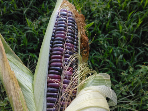 黒もちトウモロコシ （農薬化学肥料不使用）6本セット