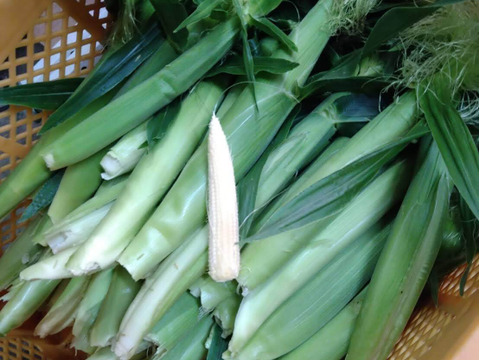 スイートコーン【めぐみゴールド】(６本)🌽朝採り即日出荷🌽甘熟後順次発送！！甘くてジューシーな食感が人気！（約2.4㎏）