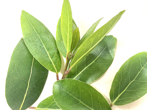 自然栽培　ローリエ　ドライ