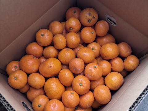 【福袋】有田みかん10kg (ミックスサイズ 2S～3L) 家庭用(訳あり品) やまきずくん 和歌山 311-10