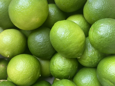 希少な国産　ライム　1kg    宅配コンパクト
