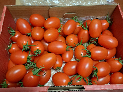 やみつきになるミニトマト－とまとのこころ（1㎏）