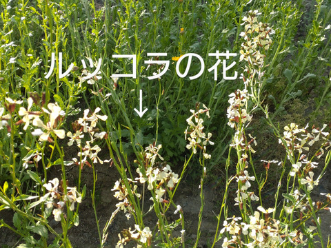 【まとめ買い用】エディブルフラワー❀ 食用になる花束❀ブロッコリー、春菊、ルッコラの花束❀各３束ずつ（合計９束）