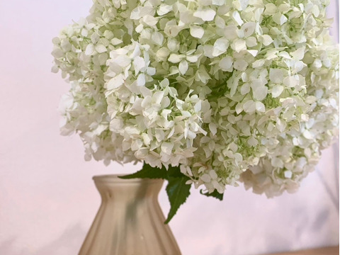 【癒しのお花】アナベル　5本　(30〜50cm)