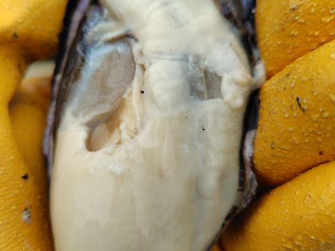 【お徳用】小粒で使いやすい京丹後・久美浜産殻付き牡蠣（加熱用）　2.4kg