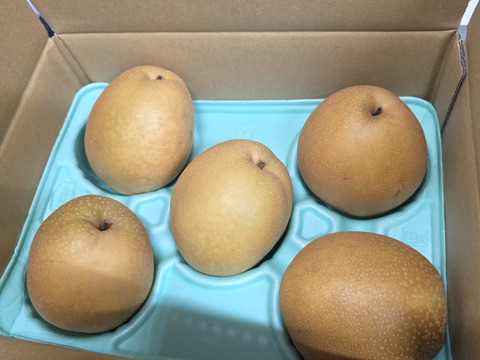 鳥取県産 王秋梨 ３ｋｇ