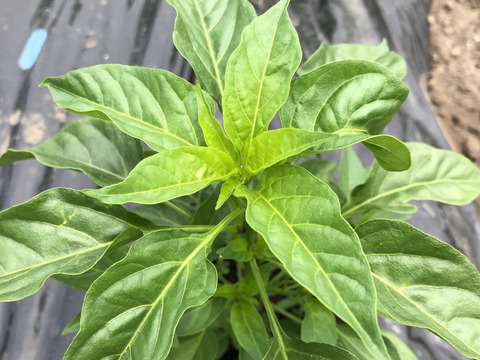 アネモネ様専用　葉唐辛子300g以上と、青唐辛子300g以上セット同梱のお品物です。