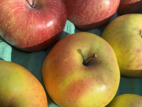 訳あり ２種SET サンふじとぐんま名月 3キロ箱使用 9～13玉