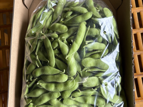 【朝どれ】1度お試しください！味が濃厚！千葉県船橋産こだわり枝豆！1㎏