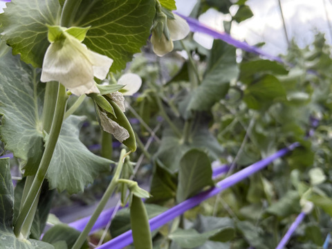 スナップえんどう｜豆まで甘い春の味 五島産 80g×5p 使い切りタイプ