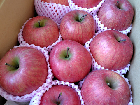 樹上完熟‼️山形県産甘いサンふじ5キロ【M〜Lサイズ混合】