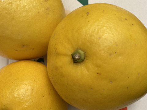 土佐文旦（ご家庭用）　4.5kg   化学系農薬不使用の安心を