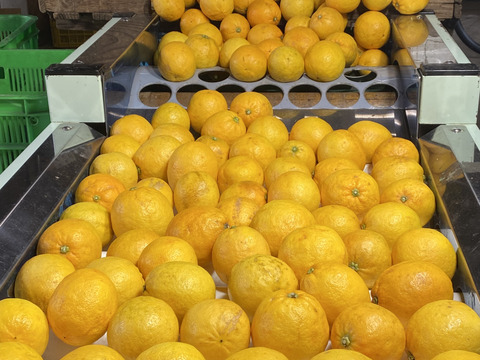 まぼろしの柑橘   『レモネード』　2kg   数量限定