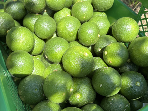 《農薬不使用》かぼす発祥の地/臼杵市産/香り高いかぼす《大分一号》2kg