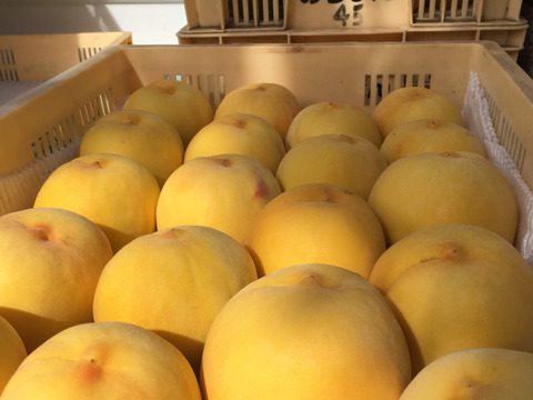 【職人技】黄桃　品種は何が届くかお楽しみ♪3㎏（6-11玉）【夏ギフト】8月発送