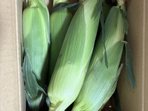 【きみひめ】(６本)🌽朝採り即日出荷🌽甘熟後順次発送！！甘くてジューシーな食感が人気！（約2.4㎏）
