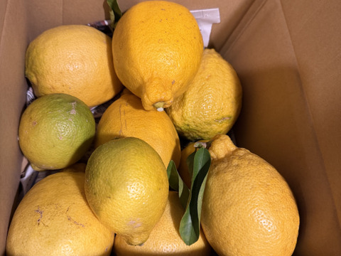 【自然栽培】璃の香 2kg箱詰 -農薬不使用・無肥料・無除草剤-