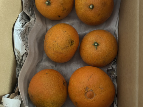 マリリンさま専用② 8kg 自然農法　栃木県　完熟　6月下旬発送！ Amazon | 【 沖縄産100%モリンガタブレット 】君と私とモリンガ