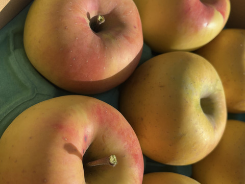 《予約商品》11月上～中旬 綺麗なぐんま名月 3キロ箱 7～11玉 長野県産