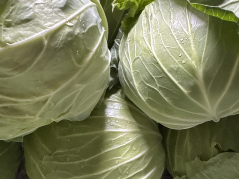 【⠀うめ様専用   】甘みたっぷり兵庫県産新鮮野菜キャベツをお届け(3玉入)