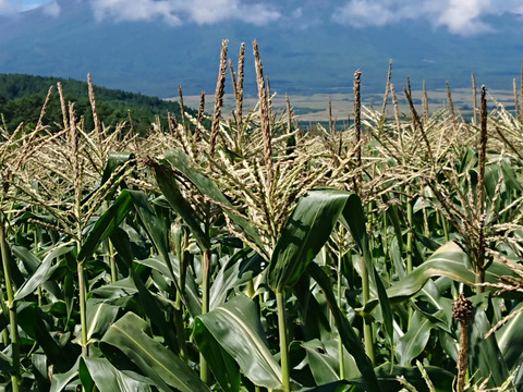激甘!!富士山麓育ち!!白いとうもろこし『ホワイトショコラ』10本セット