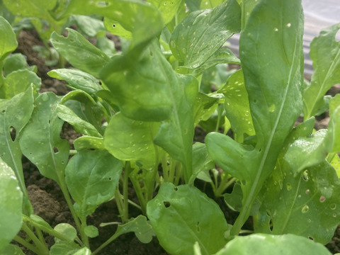 少人数で食べ切れる！【6〜7品目】野菜セット　朝どり新鮮！農薬・化学肥料不使用栽培