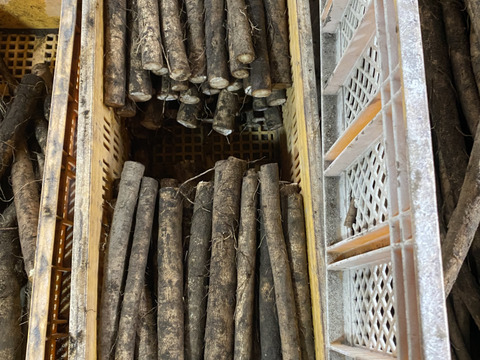 青森のおいし〜い　ごぼう　４kg　太め（直径3〜4センチ前後）