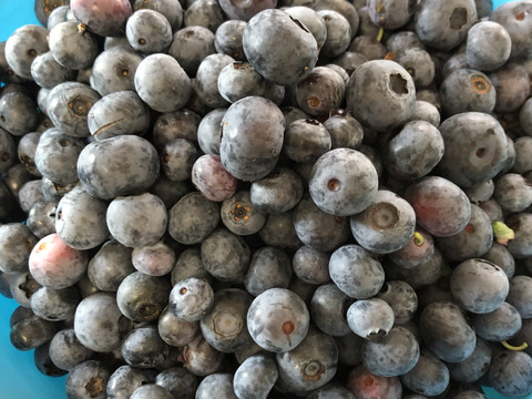 手作り ブルーベリージャム 390g 栽培期間中農薬不使用 静岡県産 食べチョク 農家 漁師の産直ネット通販 旬の食材を生産者直送