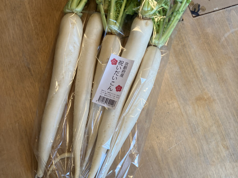 お正月料理に！祝い大根（雑煮大根）1kg（5～10本）　京都府産