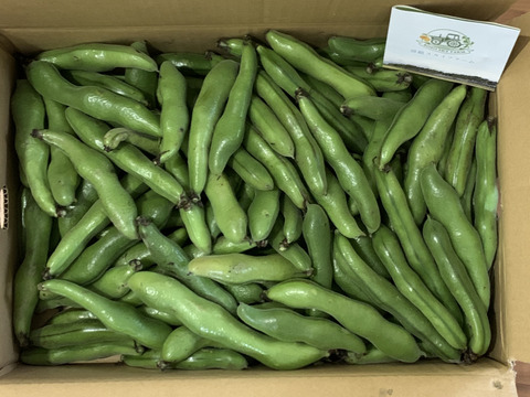 ＜訳あり＞だけど味は一級品！4，5月発送 春の味覚農家直送！甘くてしっとり房州そら豆4キロ。