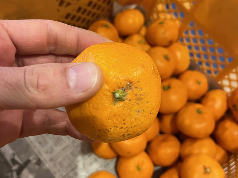 【静岡県　訳あり品】隠れた名品！濃厚な甘味とほどよい酸味！細江町の温州みかん（片山）8.0kg