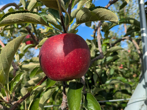 甘さと酸味のバランス良好「秋映」（自家用）5㎏