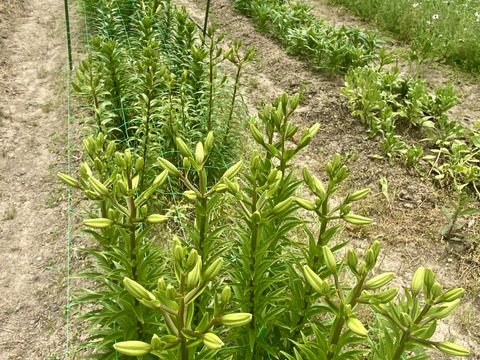 【5本、40㎝】大人可愛いユリ（つぼみ）