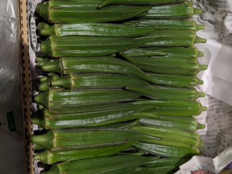 【沖縄県石垣島産】【朝どれ】　角オクラ　600g (約60本前後入)規格外込